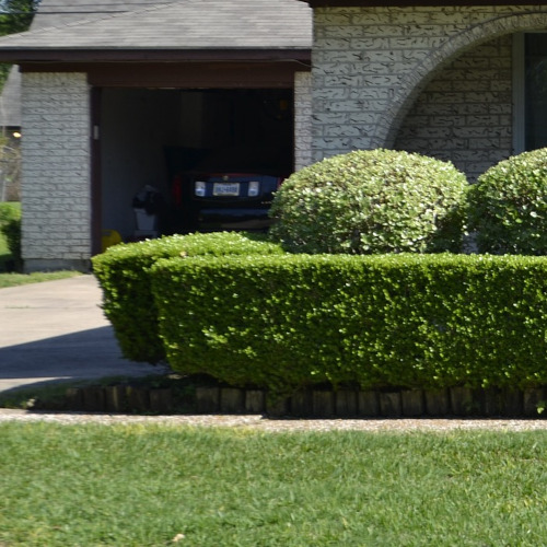 Manicured Shrubs for Formal Look