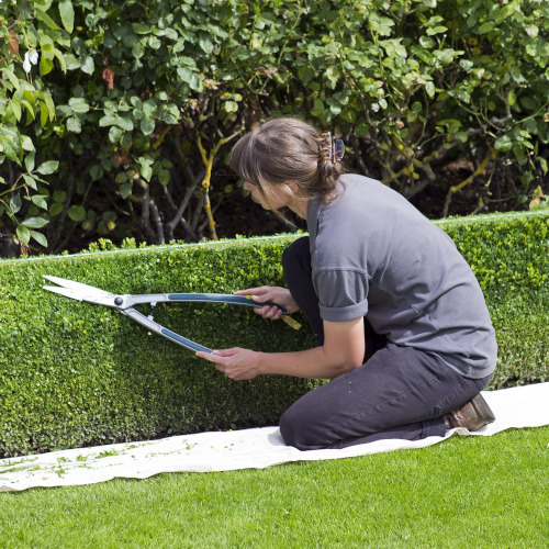 Hedge Trimming and Shrub Cutting Services
